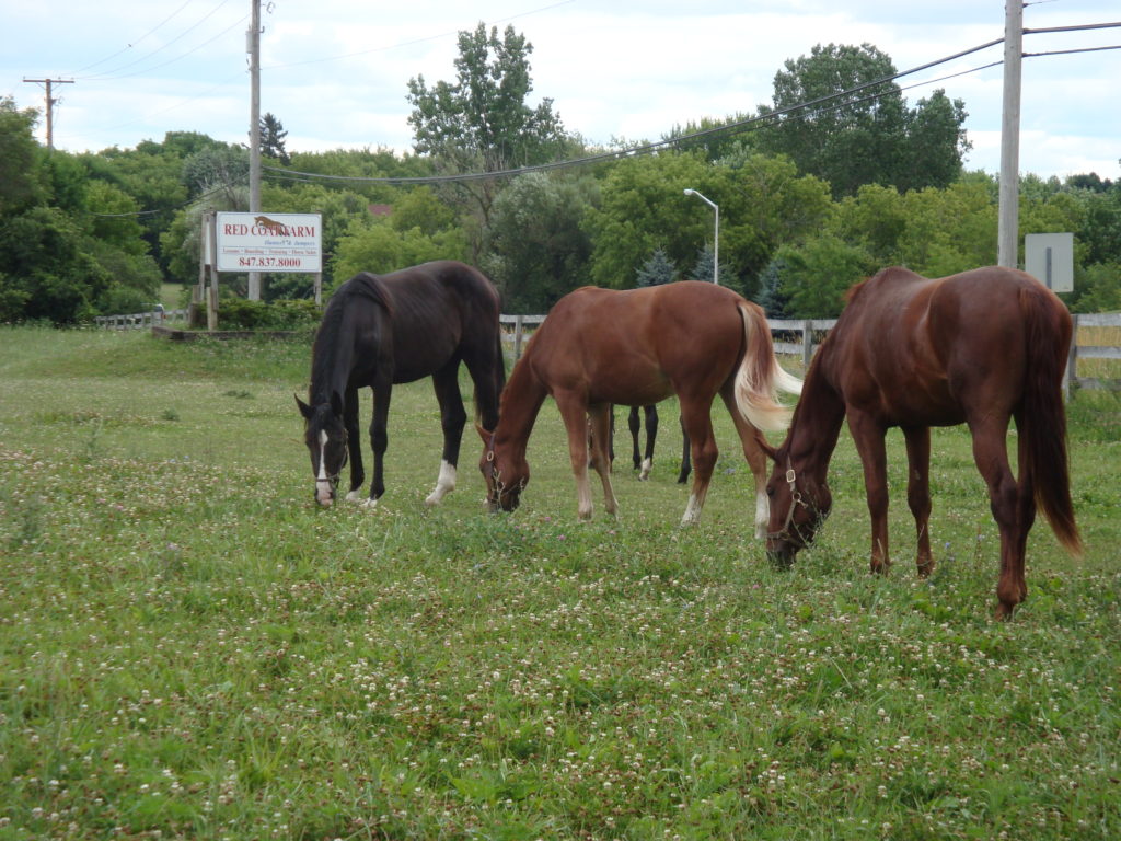 Babies Grazing